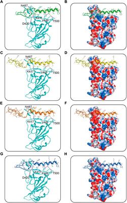 Dual-targeting cyclic peptides of receptor-binding domain (RBD) and main protease (Mpro) as potential drug leads for the treatment of SARS-CoV-2 infection